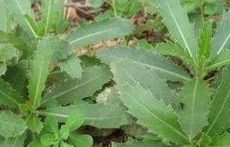 刺儿菜怎么种 刺儿菜怎么种出来的