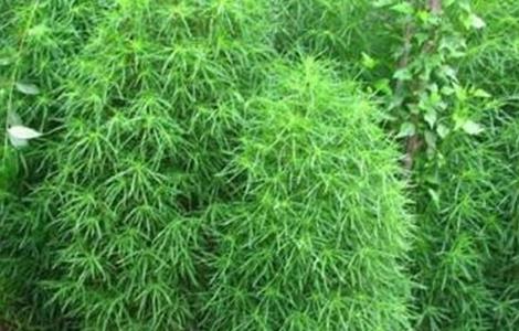 扫帚菜的种植方法 扫帚菜的种植方法和技术