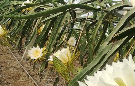 霸王花如何种植（霸王花如何种植视频）