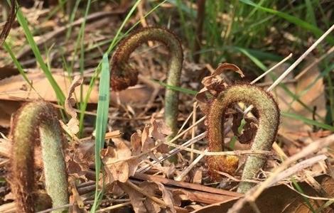 蕨菜 田间管理 要点