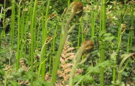 蕨菜 田间管理 要点