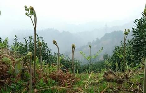 蕨菜 田间管理 要点