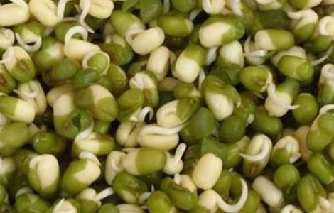 绿豆芽种植技术（绿豆芽 种植）