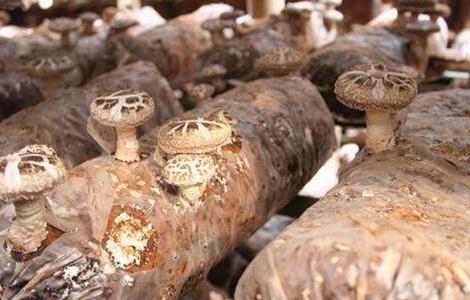 香菇 种植 技术