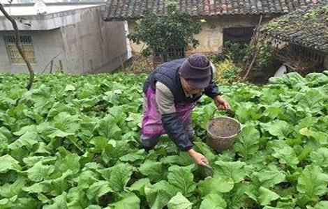 春菜的种植时间和方法