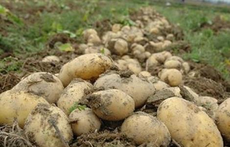 土豆水肥管理要点（土豆的肥水管理）