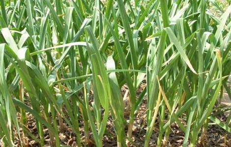 大蒜春季水肥管理措施 大蒜春季水肥管理措施和方法
