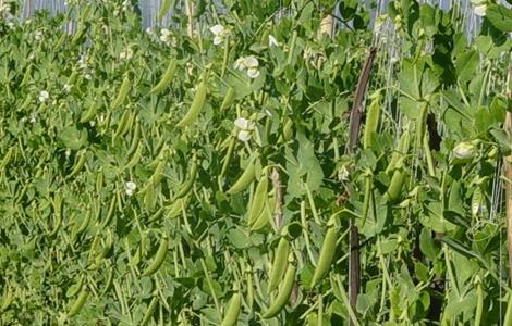 荷兰豆 栽培时间 栽培方法