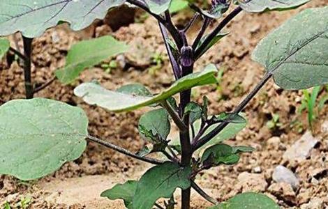 茄子 定植后 管理技术