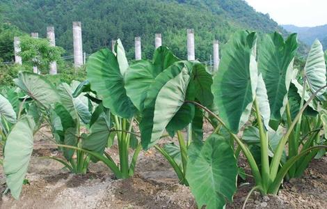 香芋 栽培技术 种植技术