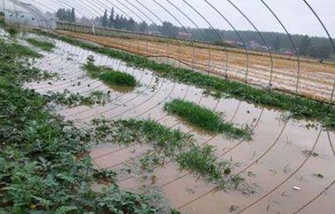 暴雨后 蔬菜 怎么管理