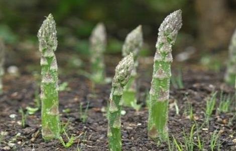 芦笋高产施肥技术 芦笋施肥