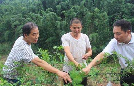 花椒死苗原因及防治方法