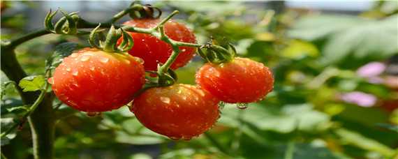 西红柿育苗方法和时间（西红柿育苗方法和时间现在季节种什么好）