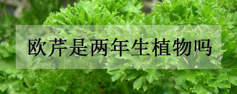 欧芹是两年生植物吗 欧芹是多年生吗