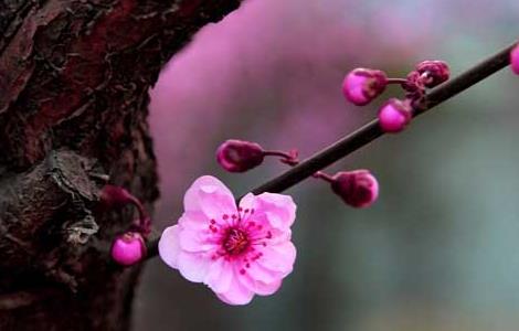 梅花什么时候开花