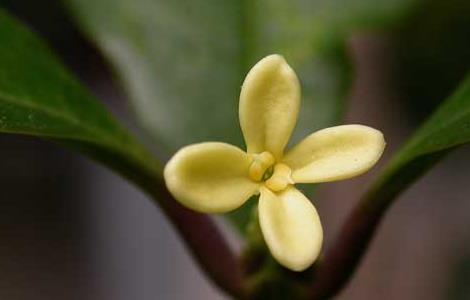 盆栽桂花树种植技术