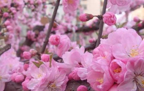 樱花的花语和传说