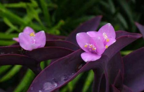 紫鸭跖草的养殖方法 紫鸭跖草的养殖方法