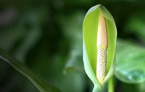 滴水观音开花什么兆头