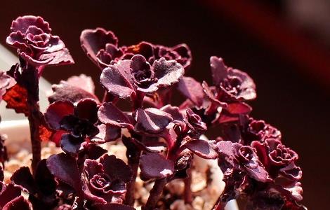 小球玫瑰的养殖方法和注意事项 多肉小球玫瑰的养殖方法和注意事项