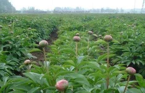 芍药 繁殖 方法