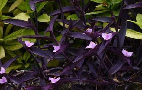 紫鸭跖草该怎么种植 紫鸭跖草该怎么种植