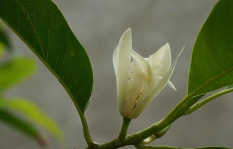 黄桷兰 繁殖 方法