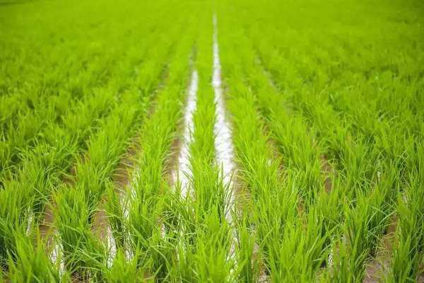 水稻秧苗怎么培育，水稻的生长过程 水稻幼苗生长过程