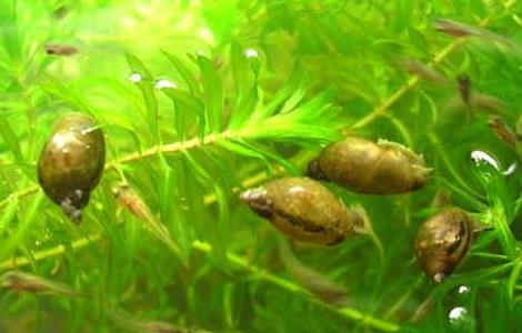 金鱼藻怎么养最好 金鱼藻怎么养最好看