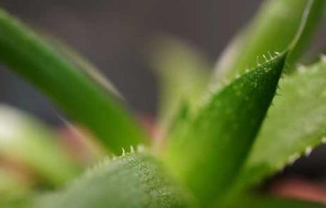 芦荟的种植和管理技术