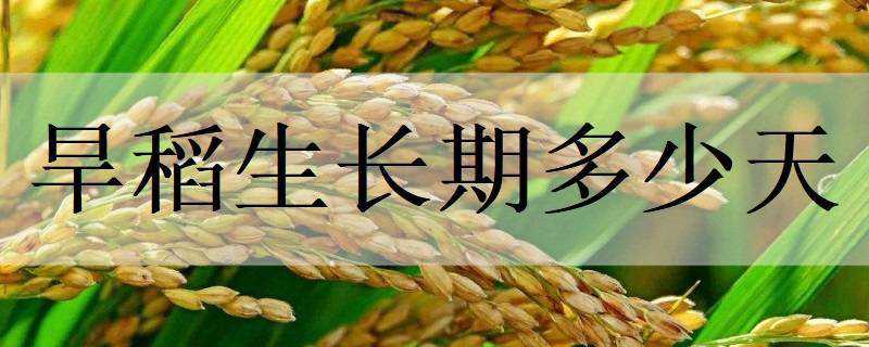 旱稻生长期多少天 旱稻生长期多少天收割