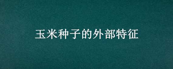 玉米种子的外部特征 玉米种子的外部特征是