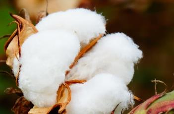 陆地棉 陆地棉又称为什么棉