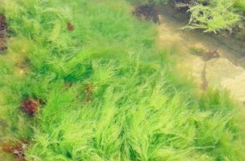 浒苔 浒苔