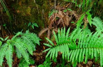 乌毛蕨 乌毛蕨的功效和作用