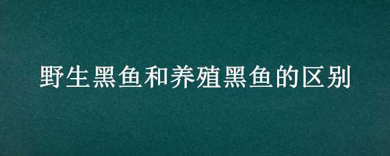 野生黑鱼和养殖黑鱼的区别