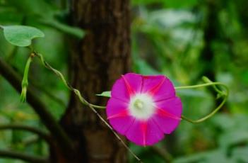 牵牛花（牵牛花什么时候开花）