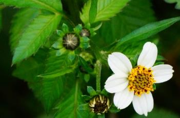 白花鬼针草 白花鬼针草是外来入侵植物吗