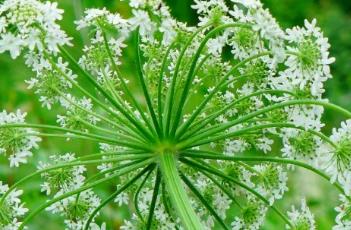 独活 独活寄生汤