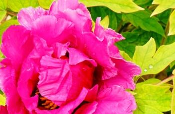 时雨云（时雨云里雾里表示的无奈）