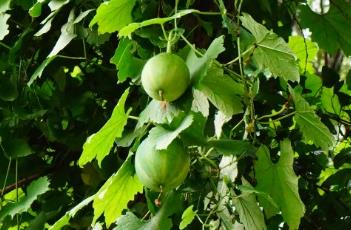 栝楼 栝楼薤白半夏汤