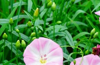 田旋花 田旋花
