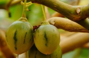 木本茄树 木本树番茄种植技术