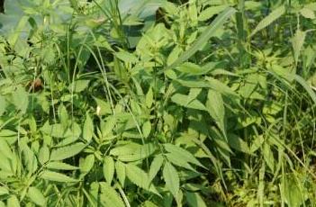 鬼针草 鬼针草