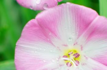 田旋花 田旋花
