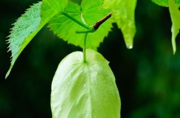 珙桐种子处理方法 珙桐种子种植最佳方法
