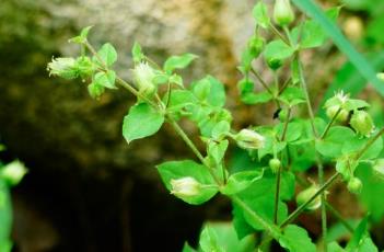 鹅肠菜 鹅肠菜图片