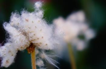 大花银莲花