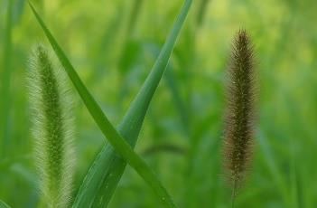 狗尾巴草